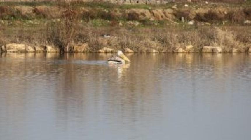 Tire G&ouml;leti'nde Bir Davetsiz Misafir Daha
