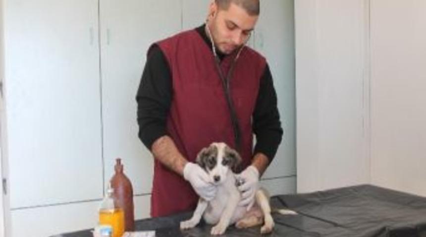 Araba &Ccedil;arpması Sonucu Sakatlanan Yavru K&ouml;peğe Belediye Sahip &Ccedil;ıktı