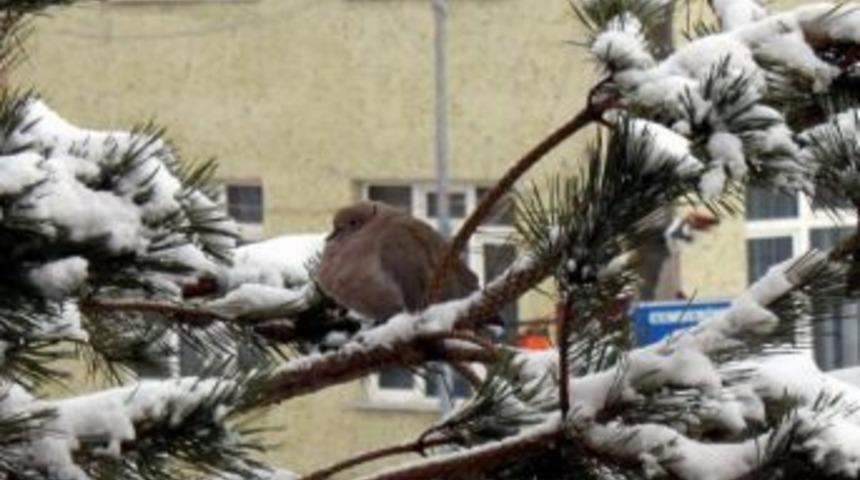 Kış Yabani Hayvanları Da Vurdu