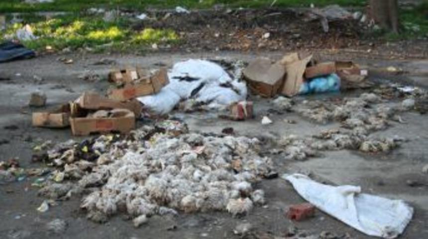 İzmir'in Merkezinde Tonlarca Hayvan Leşi Ortalığa Atıldı