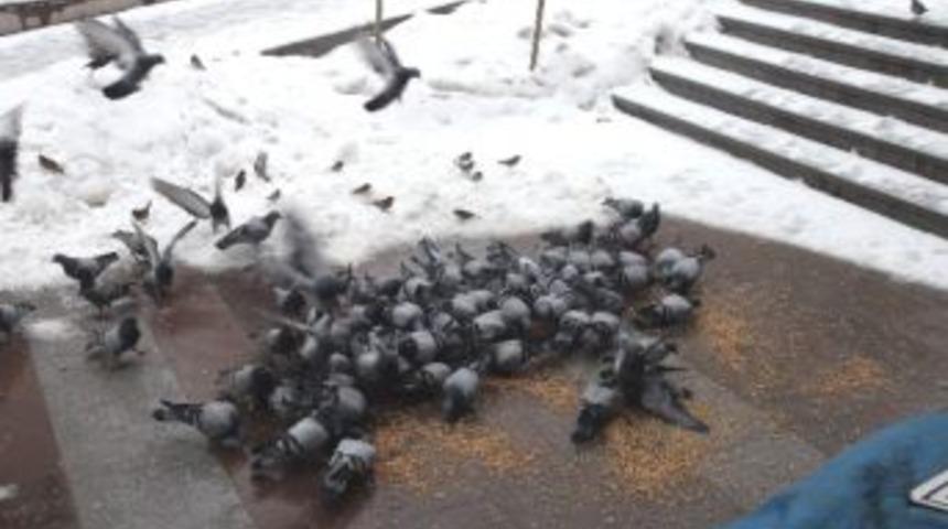 Yozgat&rsquo;ta Vatandaşlar A&ccedil; Kalan G&uuml;vercinleri Yemliyor