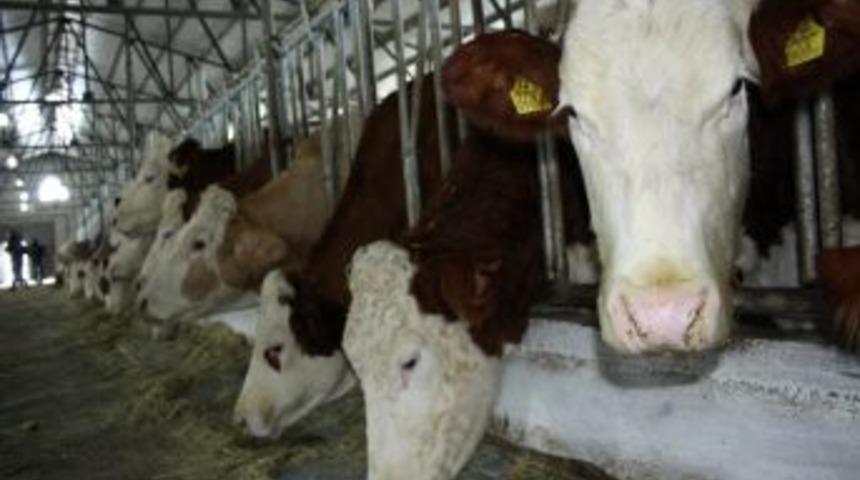 İthal Samana Kilogram Başına 25 Kuruş Destek Geldi, Talepler Bekleniyor