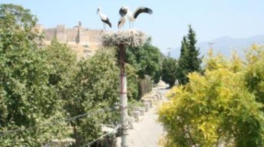 (&ouml;zel Haber) Leylekler Mevsimi Şaşırdı