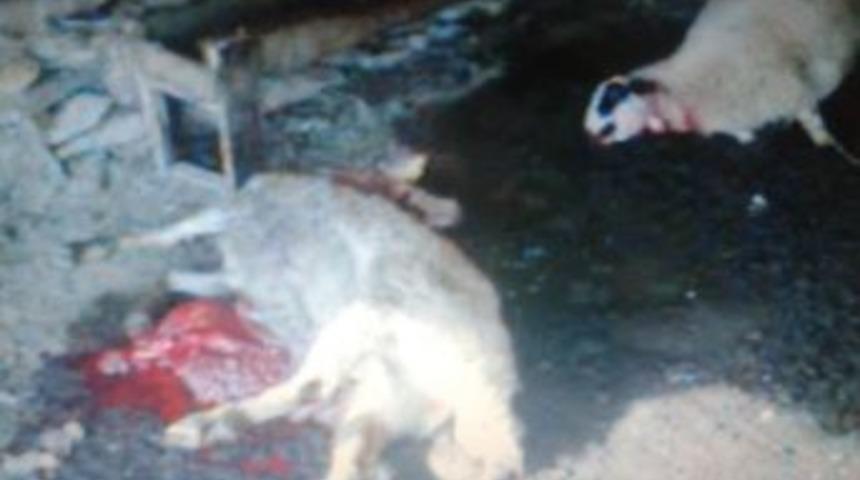 (&ouml;zel Haber) K&uuml;tahya'daki Kurt Saldırılarında 53 K&uuml;&ccedil;&uuml;kbaş Hayvan Telef Oldu