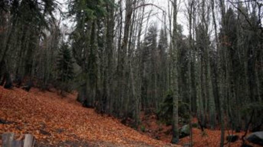 Bursa Ormanlarında 61 Kilometre Yeni Yol Yapıldı