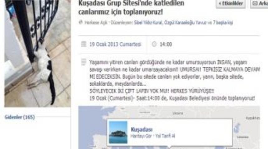 Kuşadası'ndaki Kedi Zehirlenmeleri Protesto Edilecek