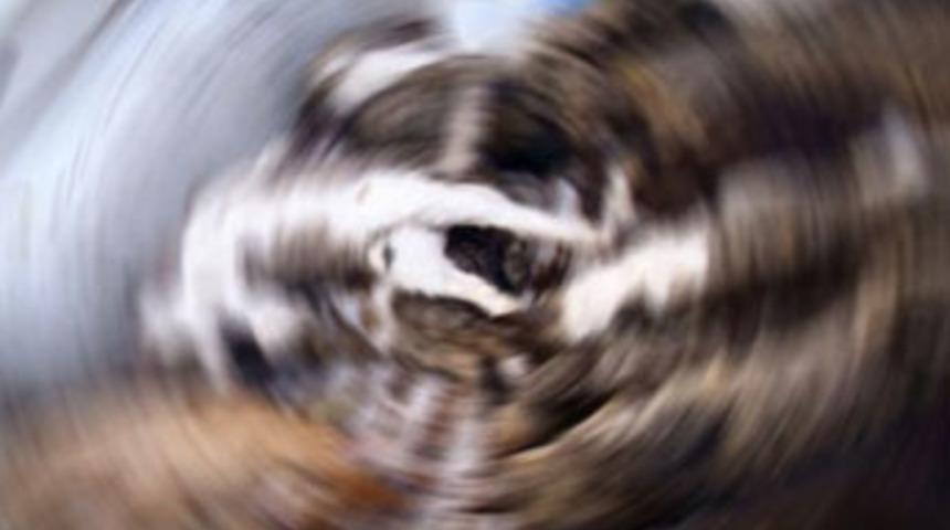 &Uuml;nl&uuml; tatil beldesinde kedi katliamı