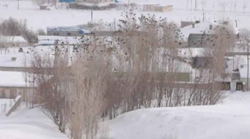 Kuşların Dondurucu Havada Hayatta Kalma &Ccedil;abası