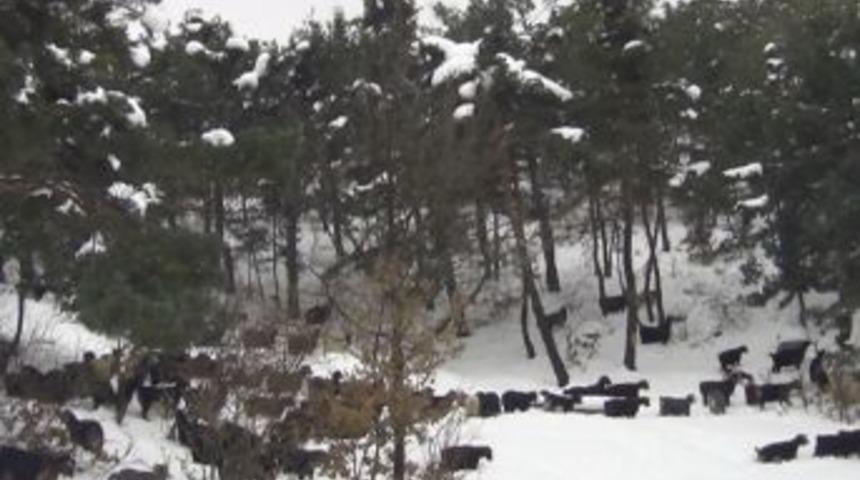 Saman Sıkıntısı &Ccedil;eken Vatandaşlar Karda Kışta Hayvanlarını Dışarda Otlatıyor