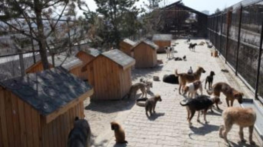 Bolu Belediyesi Sokak Hayvanlarına Sahip &Ccedil;ıkıyor