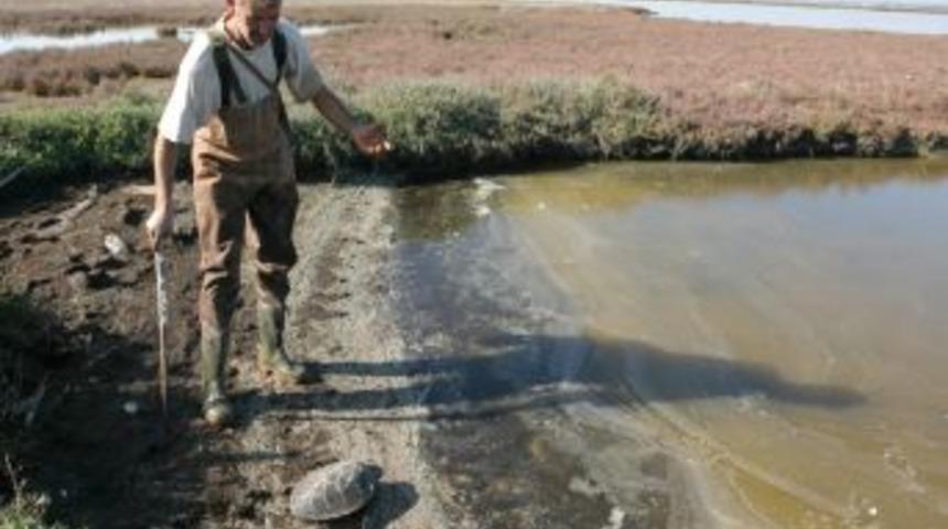 Dalyandan &Ccedil;ıkışı Engellenen Caretta Carettalar, D&ouml;n&uuml;ş Yolunda Telef Oldu