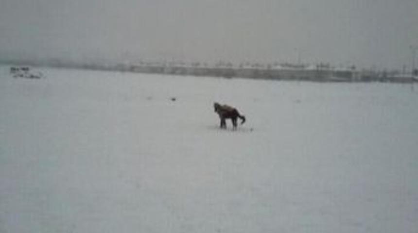 Kar &Uuml;st&uuml;nde Cirit Kazası