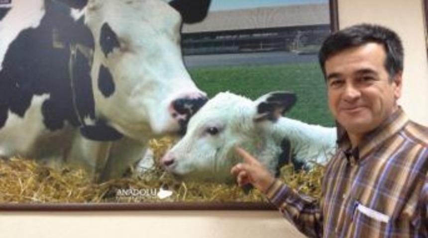 Manisa'da 'alo Buzağı' Projesi Başladı