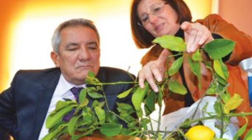Turun&ccedil;gil Sarı Damar A&ccedil;ılması Hastalığı Doğu Akdeniz'de Yayılıyor