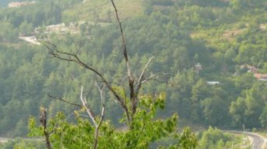 Kestane Dal Kanseri M&uuml;cadelesi S&uuml;r&uuml;yor