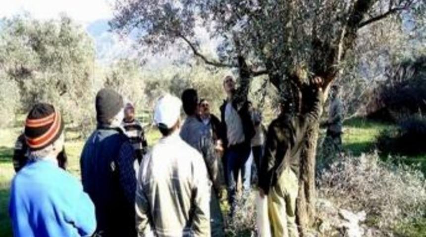 K&ouml;şk&rsquo;te Zeytin Budama Kursuna Yoğun İlgi