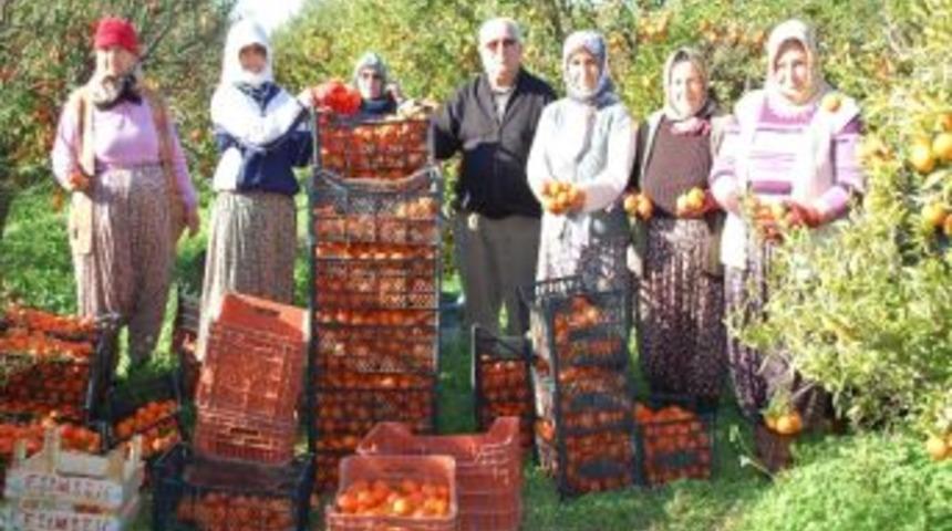 Fırtına 80 Ton Mandalinayı Dalından D&ouml;kt&uuml;