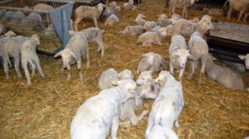 (&ouml;zel) Yerli B&uuml;y&uuml;k Ve K&uuml;&ccedil;&uuml;k Baş Hayvan Irkı Bandırma'da Yetiştiriliyor