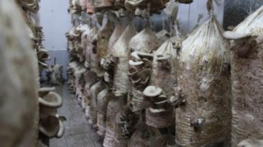 Tokat&rsquo;ta Kayın-istiridye Mantarı &Uuml;retimi