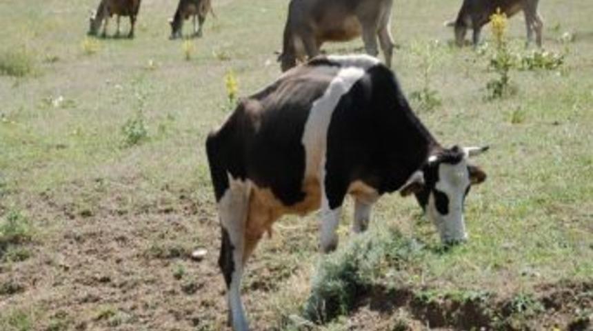 Yem Fiyatı Arttı, Et Fiyatları D&uuml;şt&uuml;