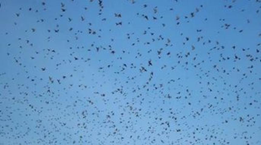 Balıkesir'de Kuşların G&ouml;ky&uuml;z&uuml;nde Dansı Yağmuru Getirdi