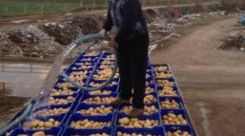 G&uuml;z Patatesi De Y&uuml;z G&uuml;ld&uuml;rmedi