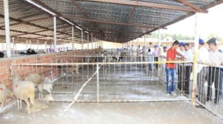 Hayvan Ve Zahire Pazarı Modernleşiyor