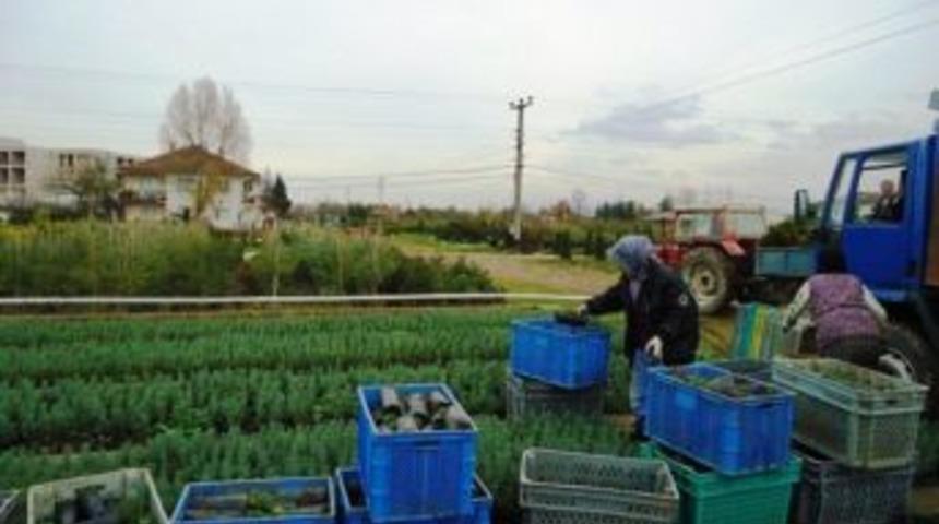 Sakarya&rsquo;da &Uuml;retilen Fidanlar D&ouml;rt Bir Yanda Can Buluyor