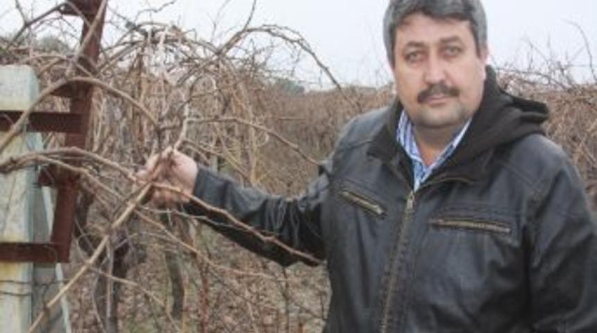 Saruhanlı'da Bağlar Budanıyor