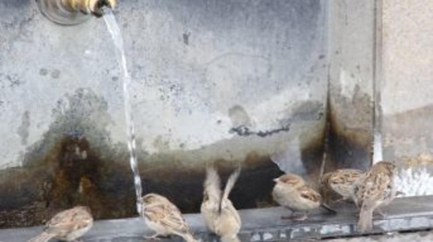 Erzurum&rsquo;da Her Yer Buz Tutunca Ser&ccedil;elerde Suyu Musluktan İ&ccedil;ti