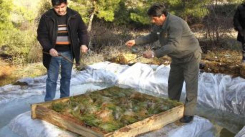 Zararlı B&ouml;ceklere Karşı B&ouml;cekle M&uuml;cadele Ediyorlar