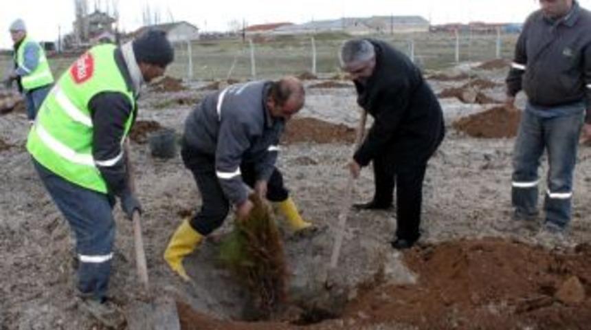 Konya Şeker Ağaçlandırmada Konya Nüfusunu 4’e Katladı