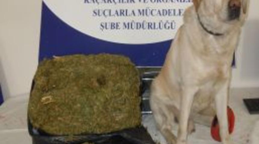 Yolcu Otob&uuml;s&uuml;nde Taşıdığı Esrar Narkotik K&ouml;peğine Takıldı