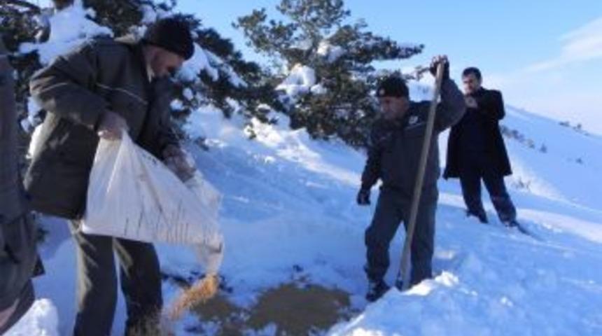 Erzincanlı Avcılar Yaban Hayvanları I&ccedil;in Yem Bıraktı