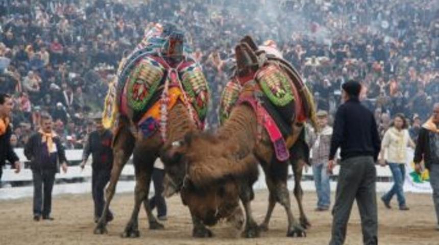 31. Sel&ccedil;uk - Efes Deve G&uuml;reşleri Başlıyor