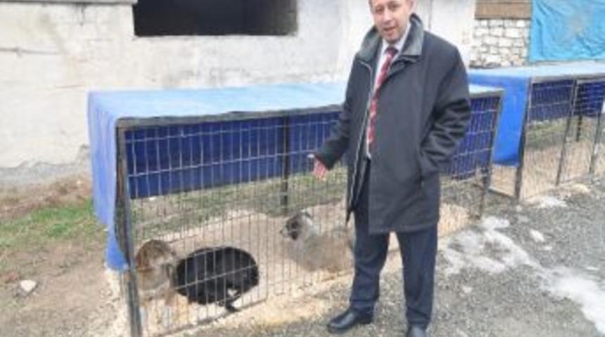 Tosya Belediyesi Kısırlaştır, Aşıla, Yaşat Kampanyasına Başladı