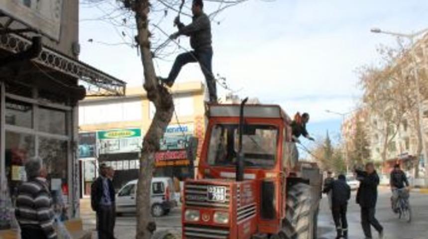 Adıyaman Belediyesi Ağa&ccedil; Budama &Ccedil;alışması Başlattı