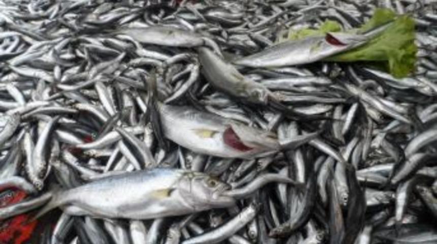 Havalar d&uuml;zeldi, hamsi ucuzladı