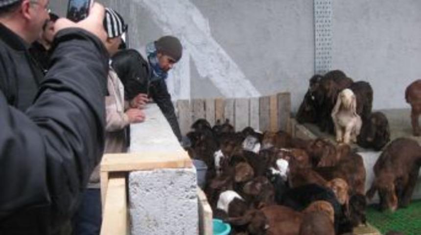 T&uuml;rkiye Suudi Arabistan&rsquo;a 6 Milyon Hayvan Satacak