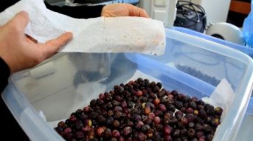 T&uuml;rkiye'de İlk Transgenik B&ouml;cek &Ccedil;om&uuml;'de Geliştirildi