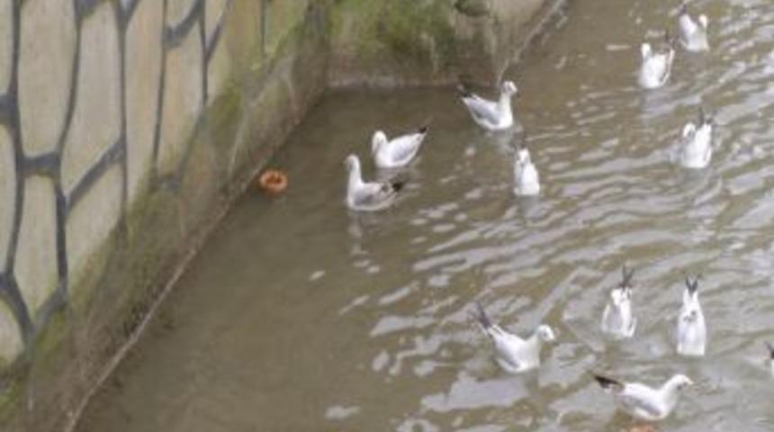 Duyarlı Vatandaşlar A&ccedil; Kalan Martılara Simitle Besliyor