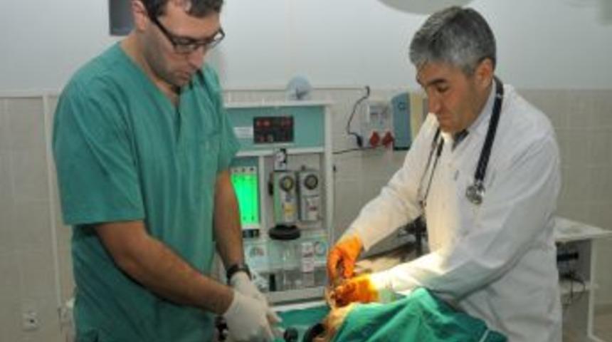 Yaralı Kızıl Şahin, AK&Uuml;'de Tedavi Edildi, V&uuml;cudundan 12 Adet Sa&ccedil;ma &Ccedil;ıkartıldı