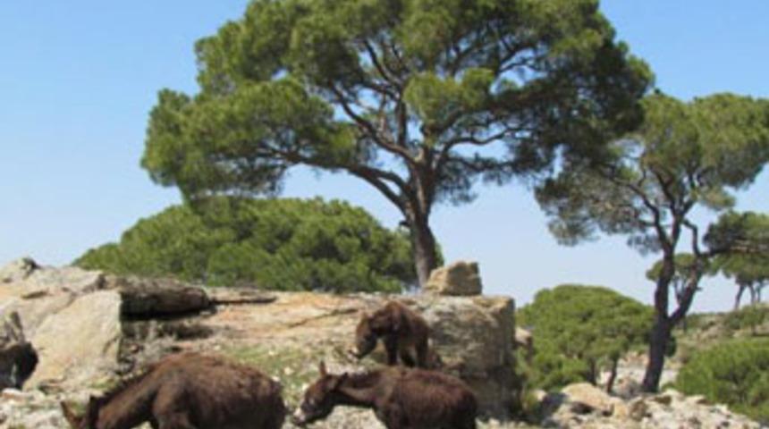 Eşeklere misafirhane