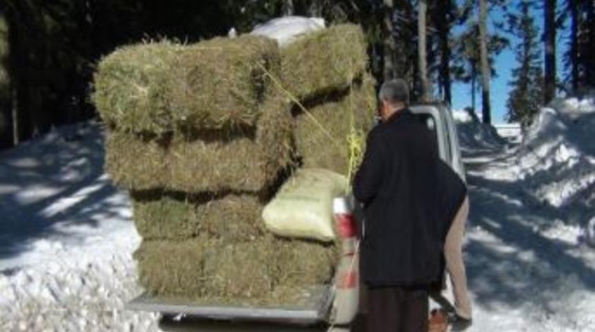 Ilgaz&rsquo;a Yaban Hayvanları İ&ccedil;in Yem Bırakıldı