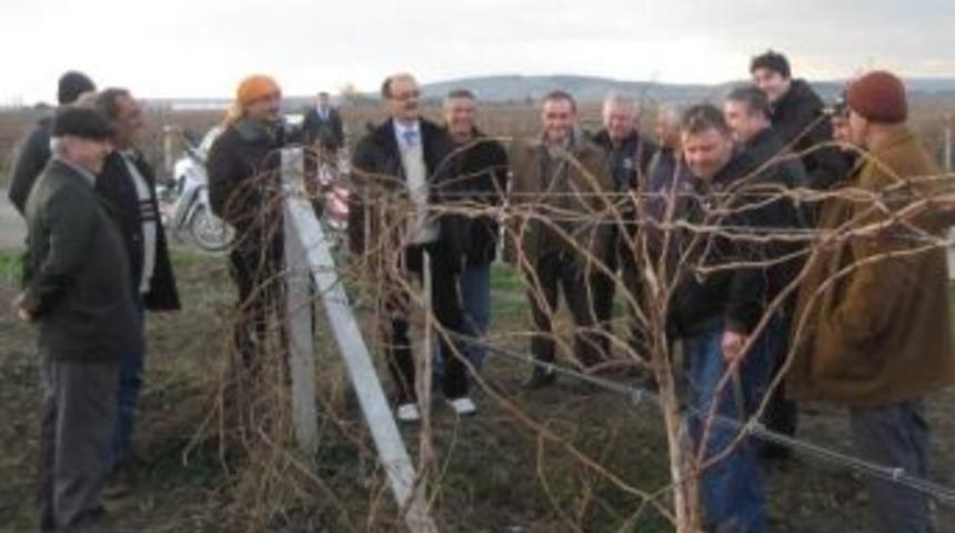 Bağ Yetiştiricilerine Budama Eğitimi Verildi