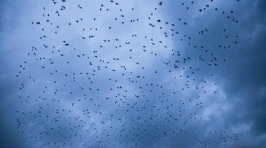 Sığırcık Kuşlarının Dansı Hayran Bıraktı