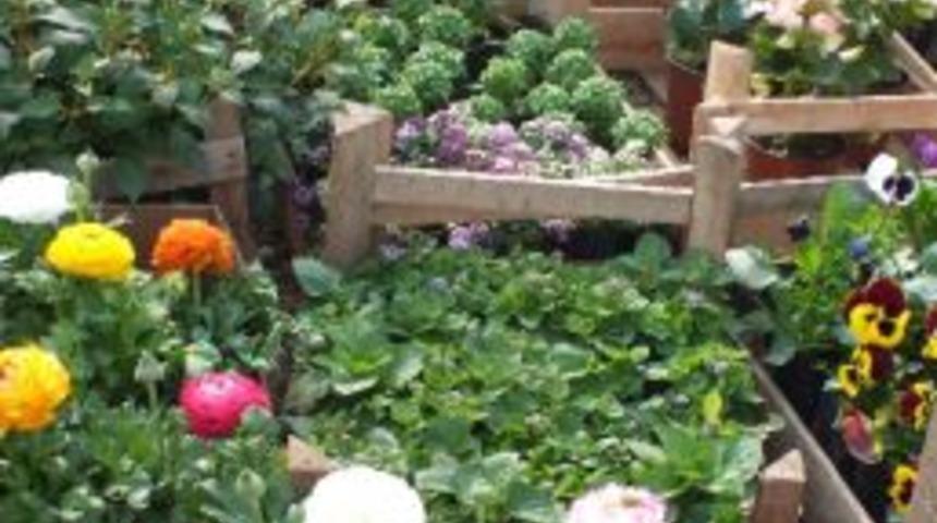 &Ccedil;orlu Belediyesi Canlı &Ccedil;i&ccedil;ek Alacak