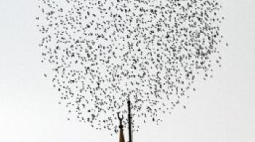 G&ouml;ky&uuml;z&uuml;nde Sığırcık Ş&ouml;leni