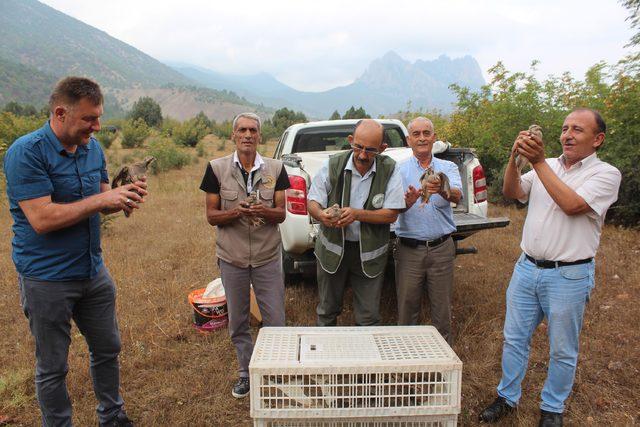 Sarıcakaya'da 200 keklik doğaya salındı