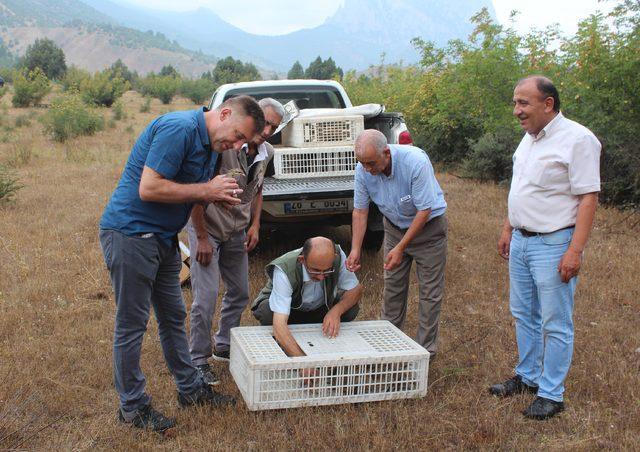 Sarıcakaya'da 200 keklik doğaya salındı